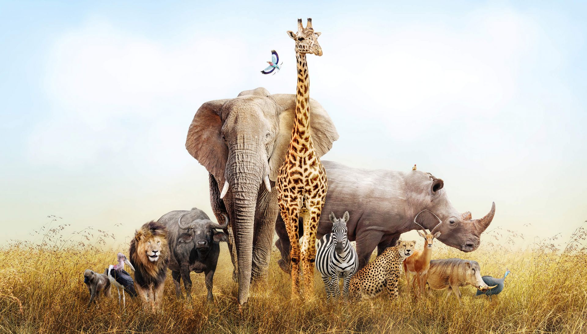 (image for) Dieren
