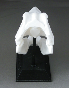 3D Prints - Dinosauriërs Decoraties - Schedel met Standaard 1
