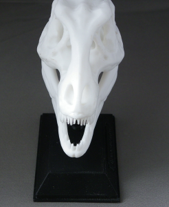 3D Prints - Dinosauriërs Decoraties - Schedel met Standaard 1