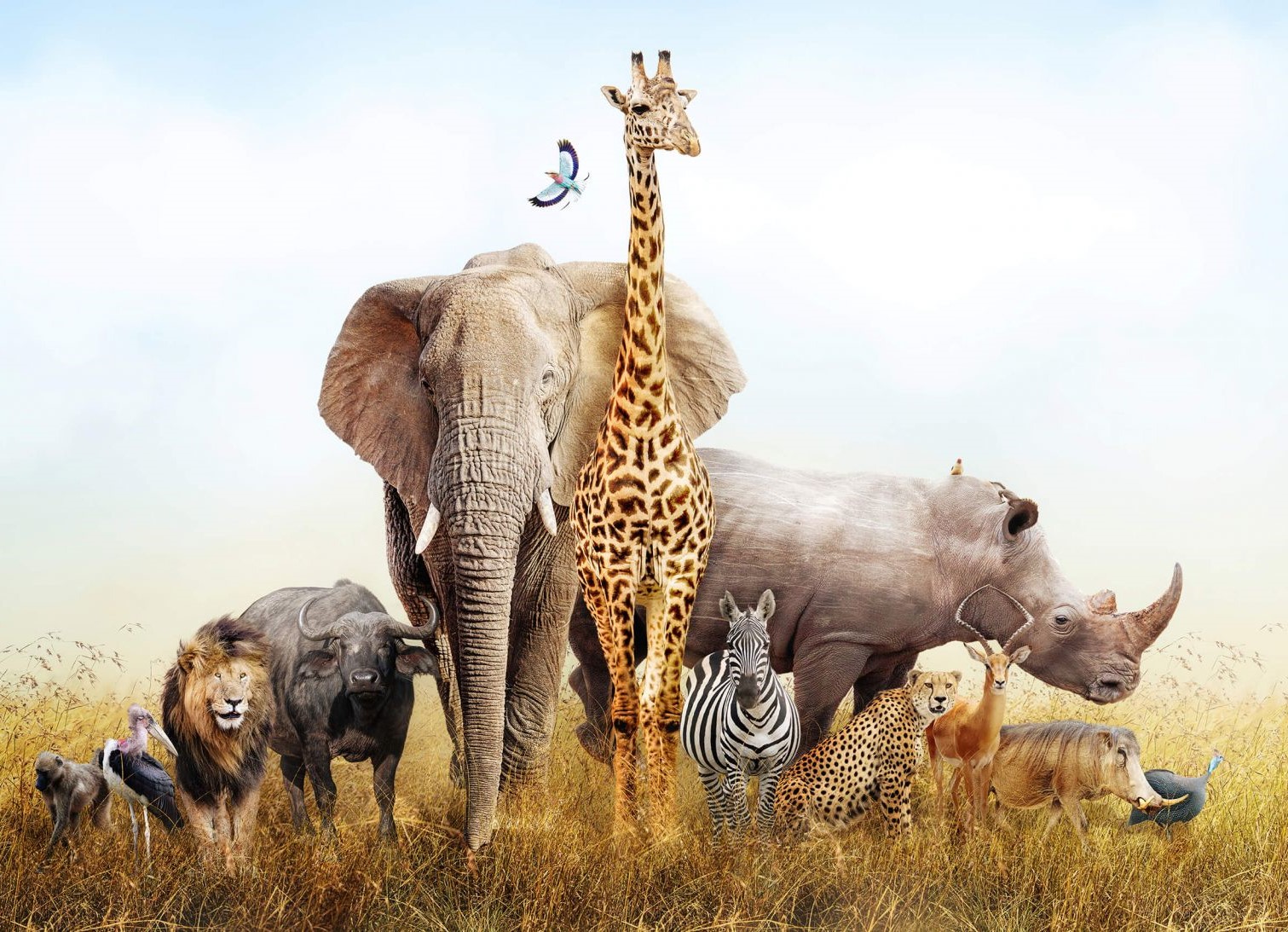(image for) Dieren